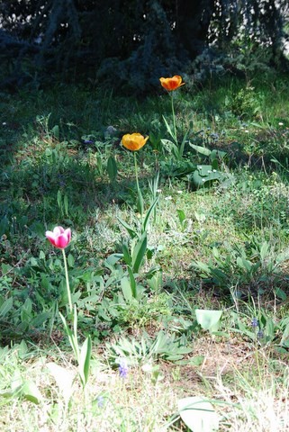Fleurs sur le réseau Hartmann